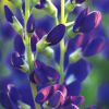 Baptisia Purple Smoke